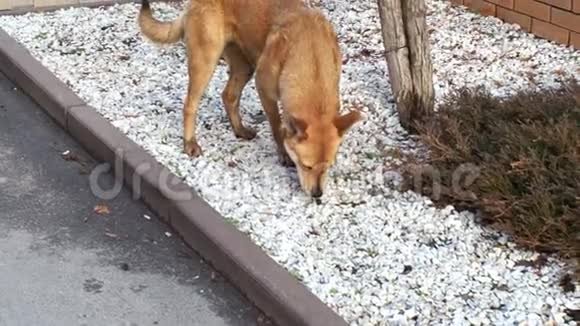 一只红头发饥饿的流浪狗走在街上嗅着寻找食物一只无家可归的宠物想吃东西狗是视频的预览图