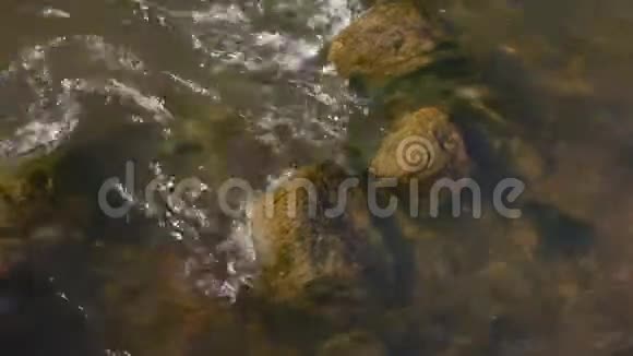 靠近河流的上游流过石头库存数据视频的预览图