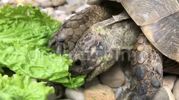 土龟在岩石上吃新鲜沙拉视频的预览图