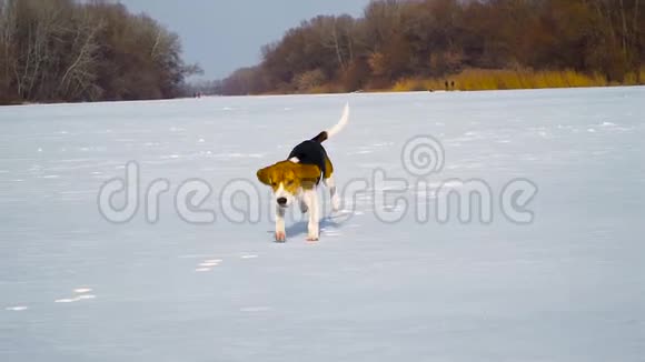 小狗在雪地里奔跑视频的预览图
