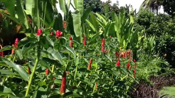早晨花园风吹拂绉姜花或赤莲标本的温暖气氛视频的预览图