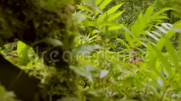 土著猎人跑过亚马逊雨林多利射击视频的预览图