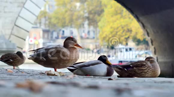 法国巴黎的鸭子视频的预览图
