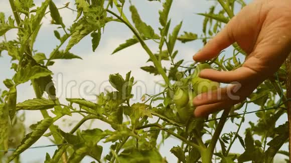 园丁在农场种植园的特写镜头上检查番茄作物温室里的番茄水果农业企业农民视频的预览图