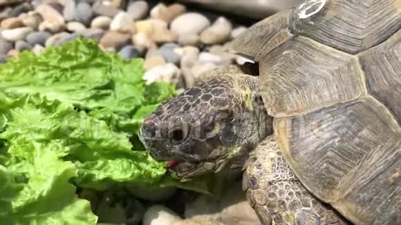 土龟在岩石上吃新鲜沙拉视频的预览图