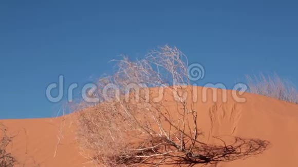 风中吹过粉红色沙丘的大黄蜂视频的预览图