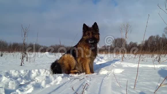 德国牧羊犬坐在雪地里视频的预览图
