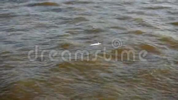 曼谷ChaoPhraya河脏水表面漂浮着死鱼视频的预览图