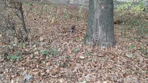 一只松鼠在落叶中寻找食物跳上一棵树看着摄像机跑上树视频的预览图