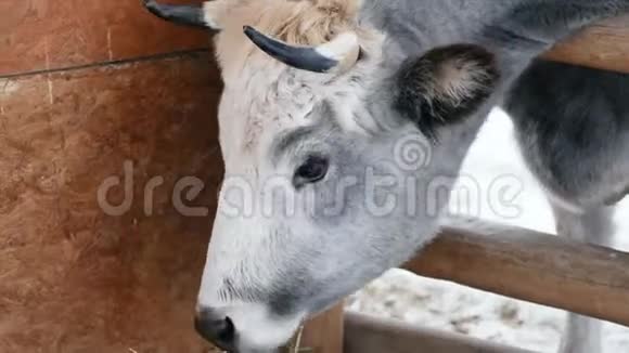 一头牛在牧场吃干草视频的预览图