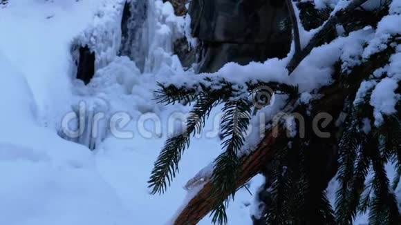 森林中的冬季景观冰封瀑布背景下的雪中的枞树枝视频的预览图