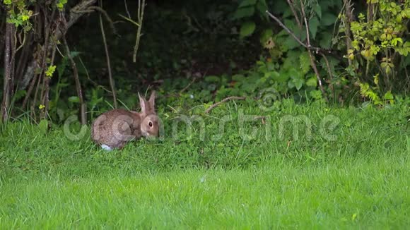 一只兔子吃草然后跳入篱笆视频的预览图