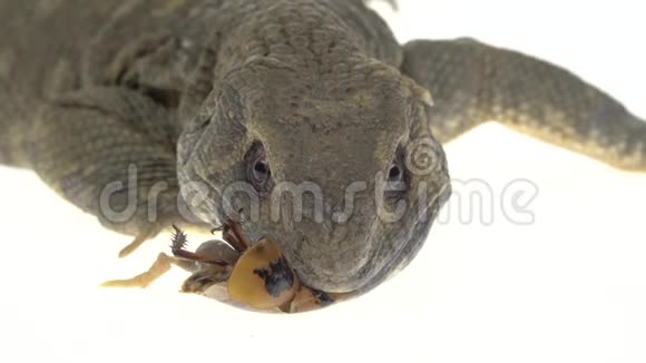 萨凡纳监视器蜥蜴在白色背景下吃蟑螂关门视频的预览图
