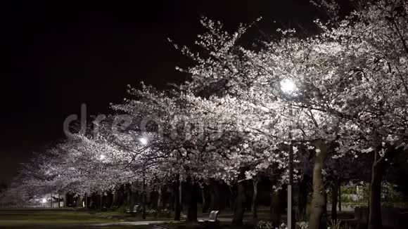 东京的樱花树下盛开的长凳视频的预览图