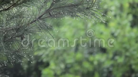 在松树上下雨树叶上落下水珠视频的预览图