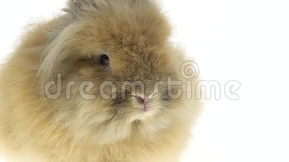 白色背景上分离的小红兔关门视频的预览图