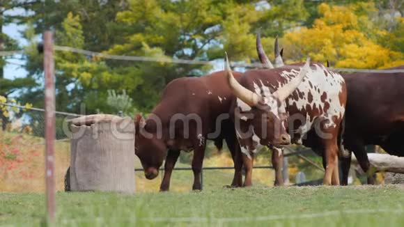 有大角的非洲母牛国王的牛视频的预览图