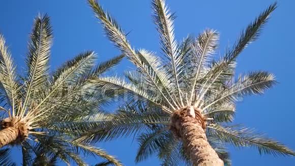 绿色的棕榈叶在阳光和蓝天的背景下随风飘扬放置你的文本全高清视频视频的预览图