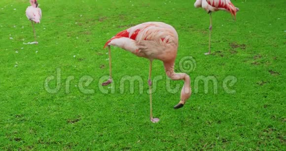 粉红火烈鸟站在一只爪子上在草地上寻找食物视频的预览图
