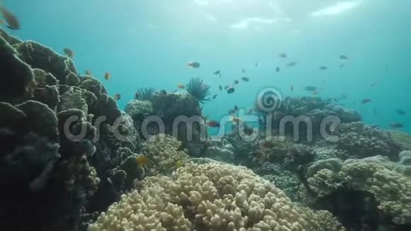 在蓝色海洋的水下鱼在五颜六色的珊瑚周围游动视频的预览图