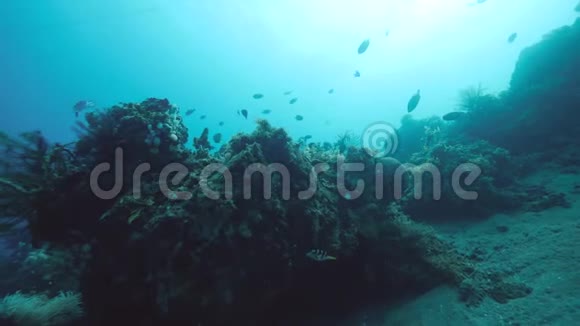 不同热带鱼类和羽状星质的珊瑚礁风光视频的预览图