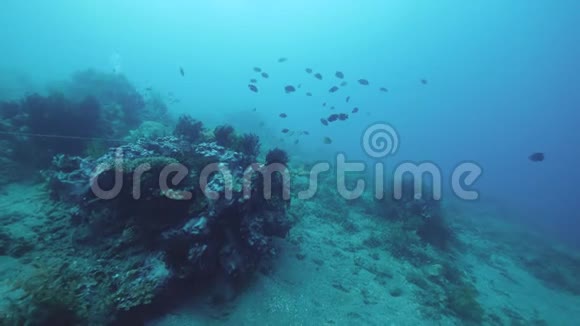 深海海底有不同类型的鱼类珊瑚和植物视频的预览图