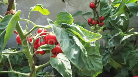 温室里新鲜成熟的红西红柿视频的预览图