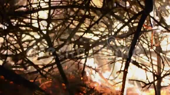 着火了篝火晚会黑色背景下燃烧的火焰特写视频的预览图