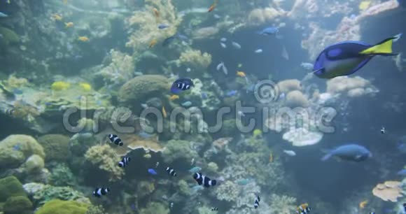 水下五颜六色的热带鱼热带水下海鱼视频的预览图