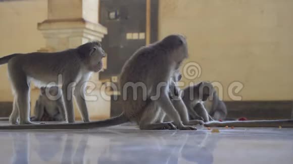 猕猴家族猴子在寺庙里觅食视频的预览图
