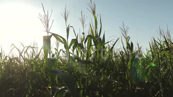 绿色的田野成熟的玉米对抗蓝天玉米穗在阳光下摇动风收获谷物成熟视频的预览图