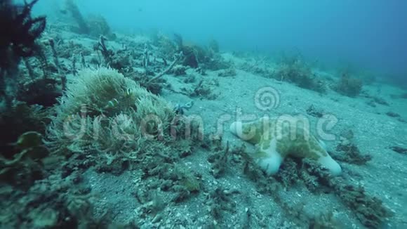 海底有珊瑚海洋植物羽状星形海星热带鱼类和海星视频的预览图