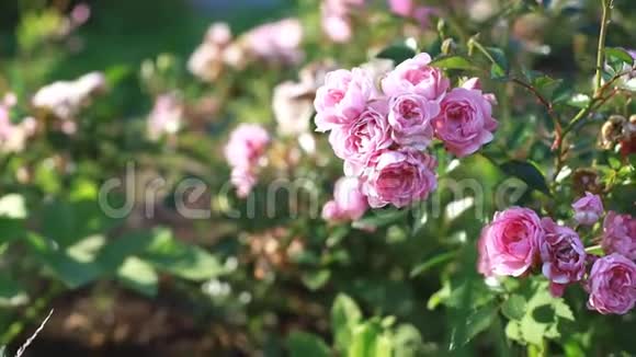 风中的玫瑰灌木粉红色的灌木在风中阳光明媚夏日公园花园里生长着美丽的粉红色玫瑰视频的预览图