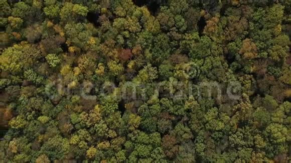 秋天森林的树顶俯视慢行美丽树木的空中俯视图视频的预览图