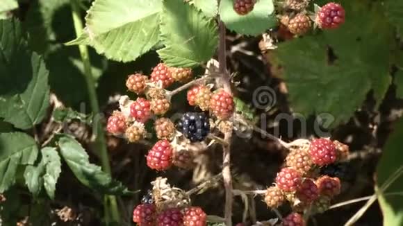 在藤上野生的早期黑莓视频的预览图