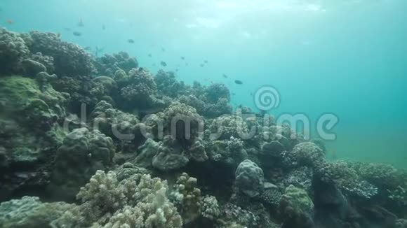 美丽的珊瑚礁景象与热带鱼在蓝色海洋中游泳视频的预览图
