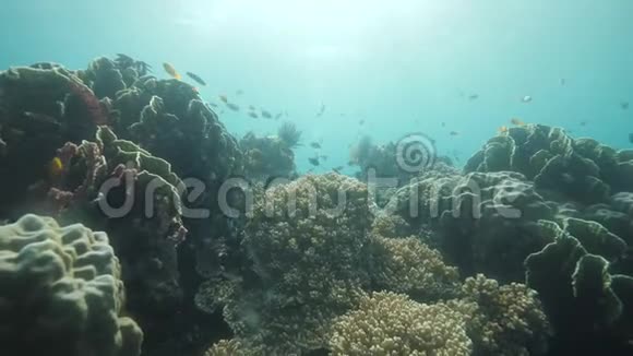 美丽的珊瑚在水下鱼群在蓝色的海洋中游动视频的预览图