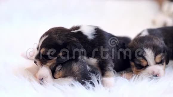 小猎犬新生儿睡觉视频的预览图