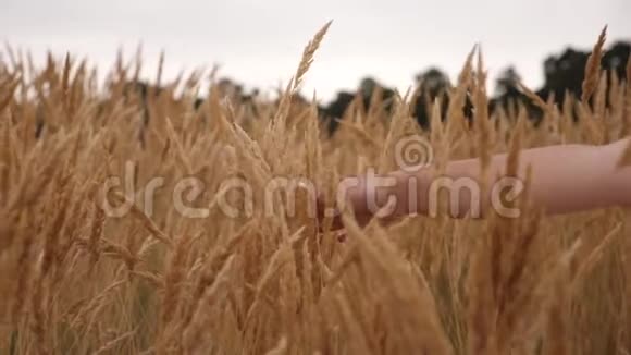 女孩的手触摸着玉米的金色耳朵一个年轻女孩穿过田野的手慢动作视频的预览图