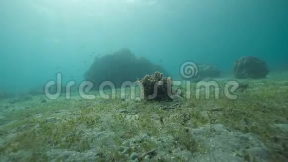 水下观海草海藻和珊瑚与鱼类游来游去视频的预览图