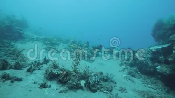 深蓝色海洋下面的不同颜色的鱼海洋植物和珊瑚视频的预览图