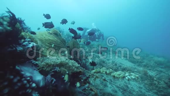 潜水员在蓝色的海洋下游泳有大量的鱼类海洋植物和珊瑚视频的预览图