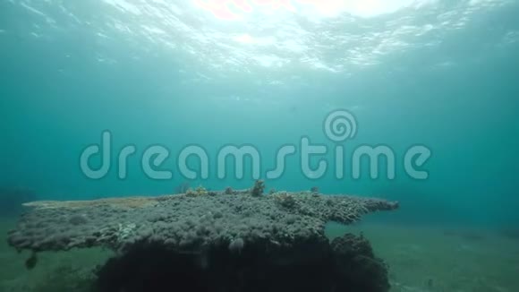 海洋下的表珊瑚景Acropor珊瑚视频的预览图