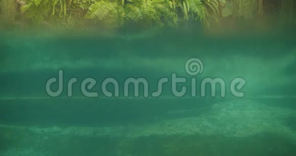 俾格米河马在炎热的夏天在水边休息视频的预览图