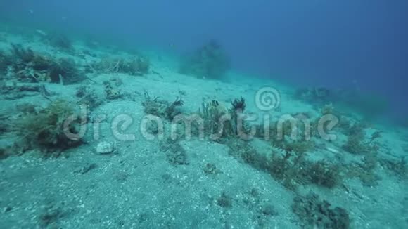 水肺潜水员POV水下观看海底海藻海洋植物珊瑚和鱼类视频的预览图