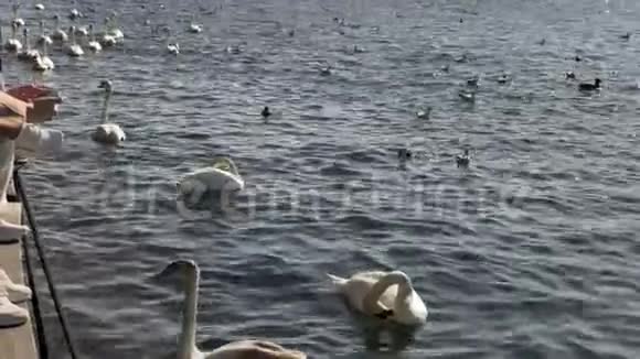 瑞士天鹅在湖边游泳寻找食物视频的预览图