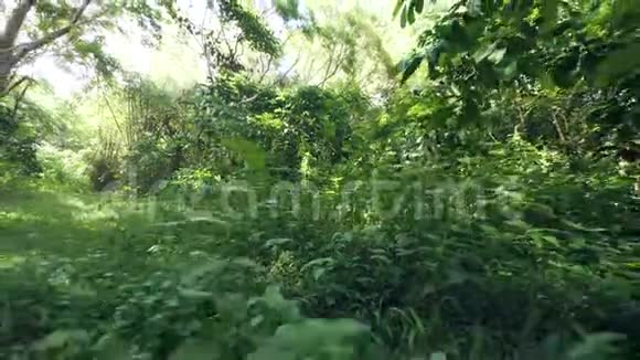 丛林中绿色的小植物和草视频的预览图
