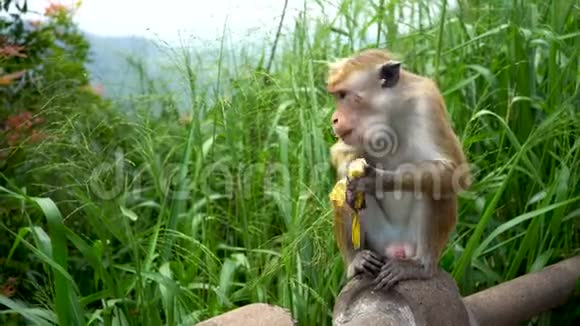 红发猴子吃香蕉视频的预览图