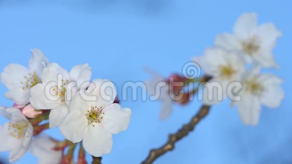 东京黎明时樱花和花蕾的特写视频的预览图