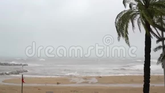 一棵棕榈树在沙滩和巨浪中从狂风中旋转视频的预览图